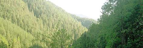 India is likely to face severe shortage of supply of timber to meet its requirement from both ... / ©: WWF-India / ©: WWF-India