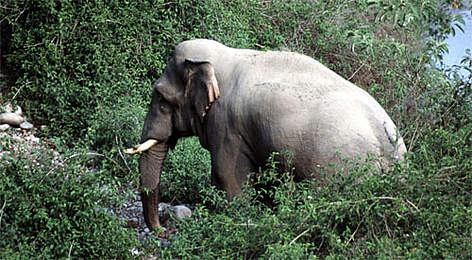  / &copy;: A. Christy WILLIAMS/WWF-Canon