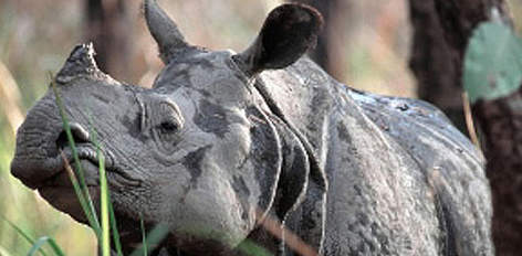 Rhinoceros unicornis
Indian rhinoceros / ©: Michel GUNTHER/WWF-Canon Rhinoceros unicornis
Indian rhinoceros / ©: Michel GUNTHER/WWF-Canon
