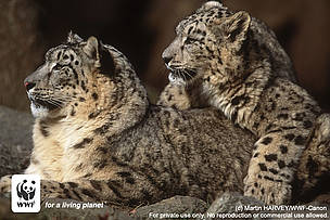 Snow leopards live in mountain steppes and coniferous forest scrub at altitudes ranging from 2000 ... / &copy;: Martin HARVEY/WWF-Canon