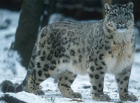Uncia uncia, Snow leopard, in the snow. 
Snow leopards live in mountain steppes and coniferous ... / &copy;: Martin HARVEY/WWF-Canon