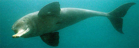 Plataniste or ganges river dolphin (platanista gangética) / ©: François Xavier PELLETIER/WWF-Canon Plataniste or ganges river dolphin (platanista gangética) / ©: François Xavier PELLETIER/WWF-Canon