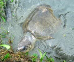 Rescued Olive Ridley Turtle / &copy;: Arjun Manna/WWF-India