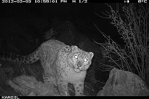 A snow leopard has been captured in a camera trap for the first time in Kargil District - © WWF-India/ Dept of Wildlife J&K