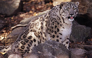  / &copy;: Martin Harvey/WWF-Canon