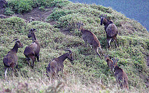 A herd of tahr comprising of all age & sex / ©: Peter Paul Predit/WWF-India / ©: Peter Paul Predit/WWF-India