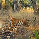 &copy; Samir Sinha/TRAFFIC India