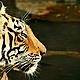 &copy; Diwakar Sharma/WWF-India