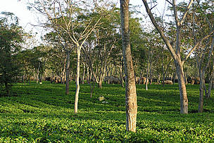  / &copy;: Anupam Sarmah/WWF-India