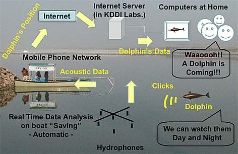 Acoustic observation system composed of 6- hydrophone array and a GPRS modem based data ... / &copy;: WWF-India