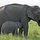 &copy; WWF-India