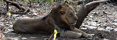 Asiatic lion / ©: Diwakar Sharma/WWF-India / ©: Diwakar Sharma/WWF-India