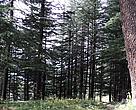 Sacred Groves: A repository of floral and faunal wealth