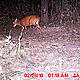 &copy; WWF-India, NBL & Pakke Wildlife Division