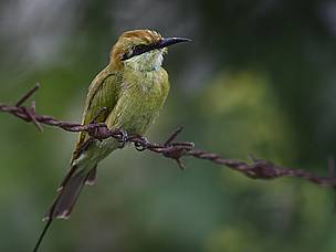  / &copy;: WWF-India