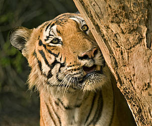 Bengal tiger / ©: Hari Somashekar/WWF-India / ©: Hari Somashekar/WWF-India