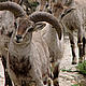 &copy; Aishwarya Maheshwari/WWF-India