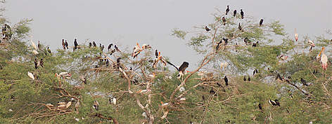  / &copy;: WWF-India