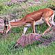 &copy; WWF-India