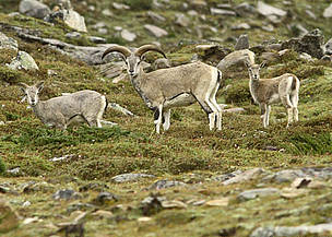  / &copy;: Dipankar Ghose/WWF-India