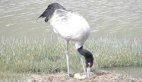  / &copy;: Pankaj Chandan/WWF-India