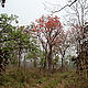&copy; Anupam Sarmah/WWF-India