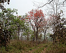 Forests of Bornadi Wildlife Sanctuary, North Bank Landscape