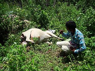  / &copy;: Pranab Bora/WWF-India