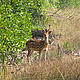 &copy; Chiranjib Chakraborty/WWF-India