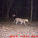 &copy; WWF-India/UP Forests Department