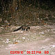&copy; WWF-India, NBL & Pakke Wildlife Division