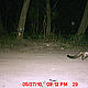 &copy; WWF-India/UP Forests Department