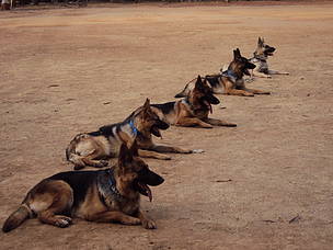 Sniffer dogs
© TRAFFIC
© TRAFFIC