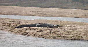 Diseased gharial adult female in the Chambal(India) / &copy;: Dhruvjyoti Basu/WWF