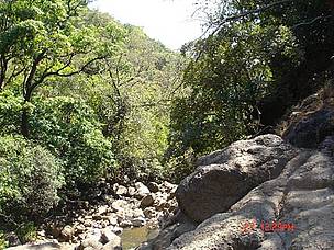 Tropical Evergreen Forests  of Bhimashankar WLS / &copy;: WWF-India