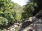 Tropical Evergreen Forests  of Bhimashankar WLS / &copy;: WWF-India