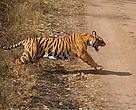 SML is home to nearly 15% of the world’s wild tiger population*