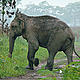&copy; Garga Mohan/WWF-India