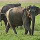 &copy; Ameen Ahmed/WWF-India