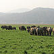 &copy; Ameen Ahmed/WWF-india