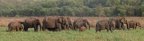  / &copy;: WWF-India