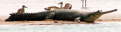 Gharial in natural habitat / ©: Sanjeev Kumar Yadav/WWF-India / ©: Sanjeev Kumar Yadav/WWF-India