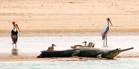  / &copy;: Sanjeev Kumar Yadav/WWF-india