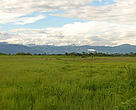 Lush grasslands in Manas National Park at the foothills of the Himalayas