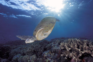  / &copy;: (c) WWF-Canon / Jürgen FREUND