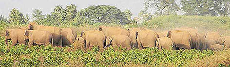  / &copy;: WWF-India