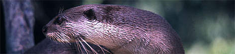 Lutra perspicillata Smooth-coated otter / ©: Mikaail KAVANAGH/WWF-Canon Lutra perspicillata Smooth-coated otter / ©: Mikaail KAVANAGH/WWF-Canon