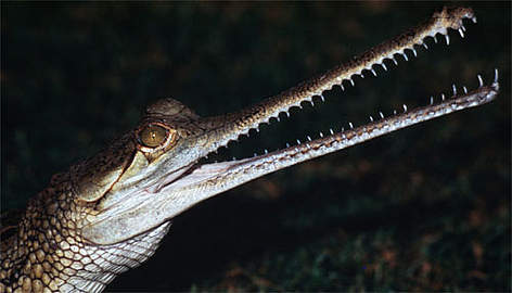Gharial crocodile. Gavialis gangeticus. India.
© Gerald S. CUBITT/WWF Gharial crocodile. Gavialis gangeticus. India. rel=