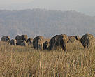 A herd of wild elephants in Corbett Tiger Reserve, north of Kashipur town