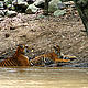 &copy; Vijaya Kumar/WWF-India